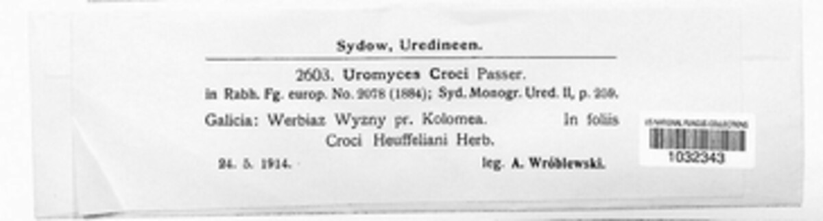 Uromyces croci image